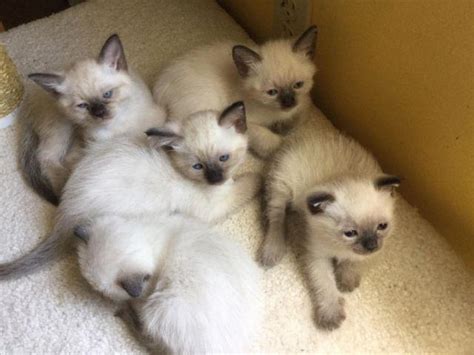 Kitten prices include one or two sets of the three way killed vaccine, deworming at the appropriate age, registration papers, samples of the food. . Balinese kittens for sale pa